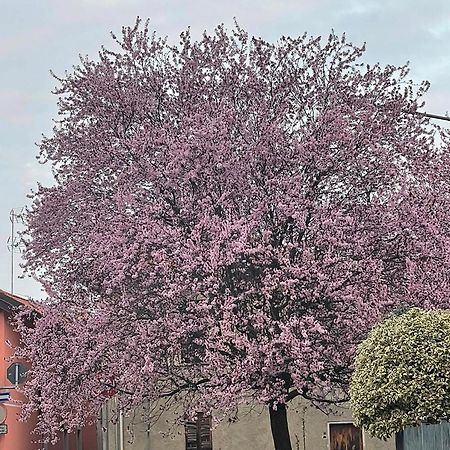 Residenza Il Ciliegio Daire Buscate Dış mekan fotoğraf